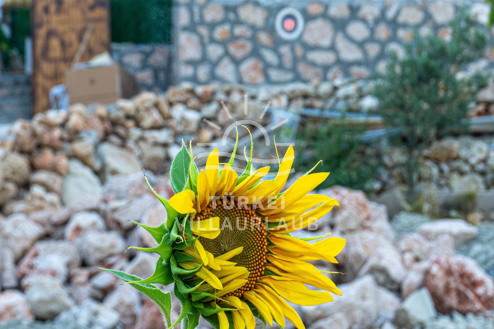Villa Agnes Sarıbelen fotoğrafı